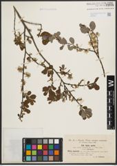 Foto von Salix aurita L.